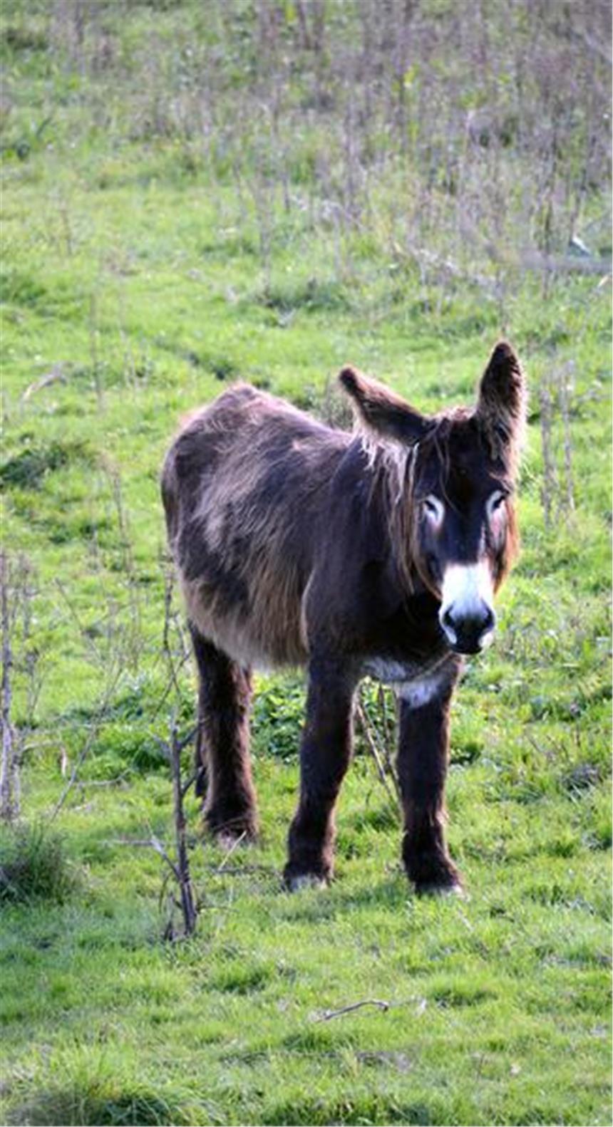 Anwohner aus Olfen vermissen Esel Quincet Der Pointou-Esel-Hengst Quincet sieht zwar nett aus, macht aber angeblich einen Lärm wie ein "Nebelhorn eines großen Kreuzfahrtschiffes".