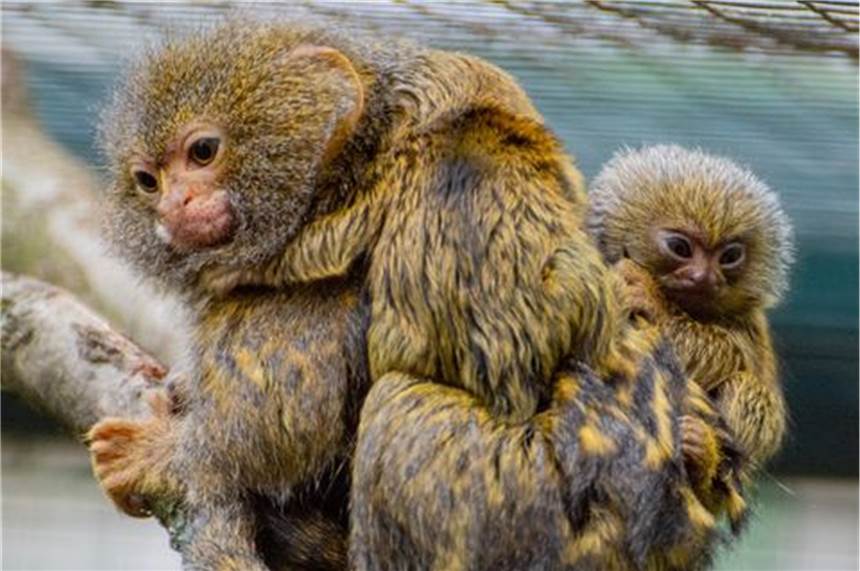 Kleinste Affen der Welt bekommen Zwillinge im Dortmunder Zoo Der potenzielle Papa Leonardo trägt die zwei neugeborenen Zwergseidenäffchen auf seinem Rücken.