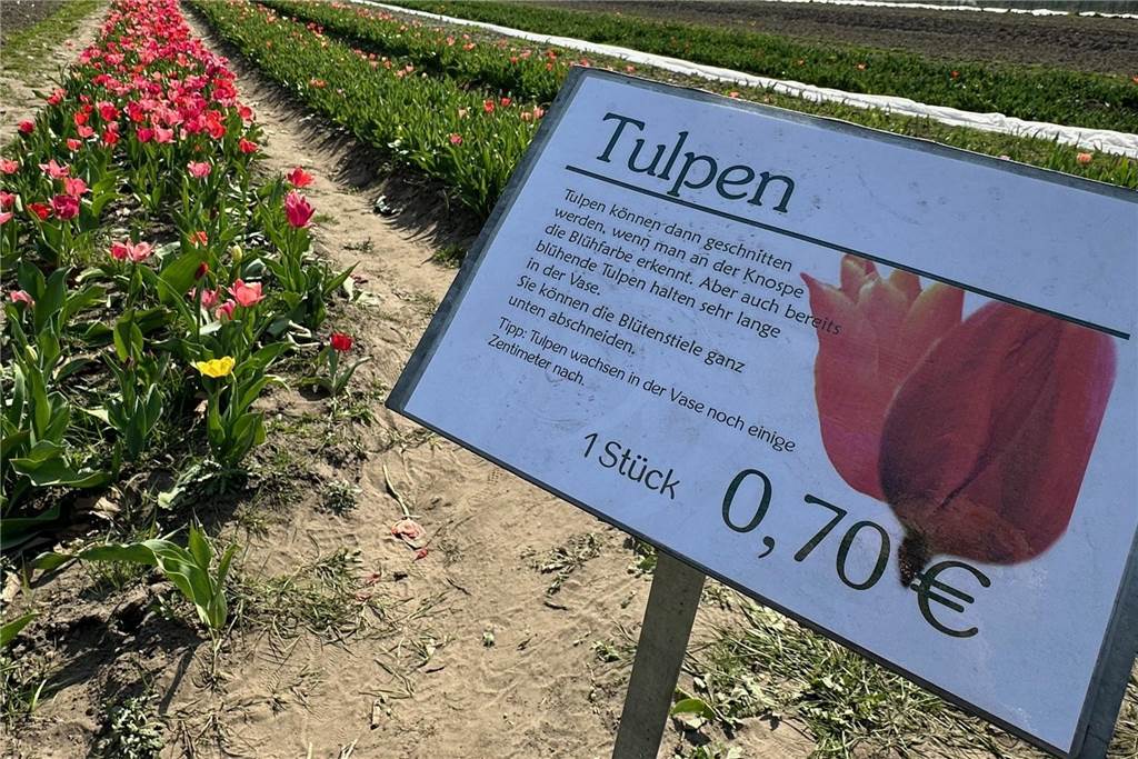 Preisschild auf Tulpenfeld