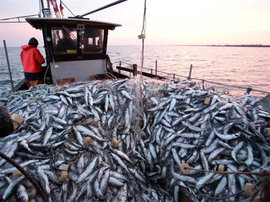 Verbraucher geben mehr Geld für Fisch aus Der Pro-Kopf-Verbrauch an Fisch stieg im vergangenen Jahr in Deutschland von 13,5 auf 14,2 Kilogramm. Foto: Christian Charisius