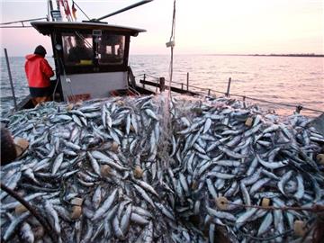 Der Pro-Kopf-Verbrauch an Fisch stieg im vergangenen Jahr in Deutschland von 13,5 auf 14,2 Kilogramm. Foto: Christian Charisius
