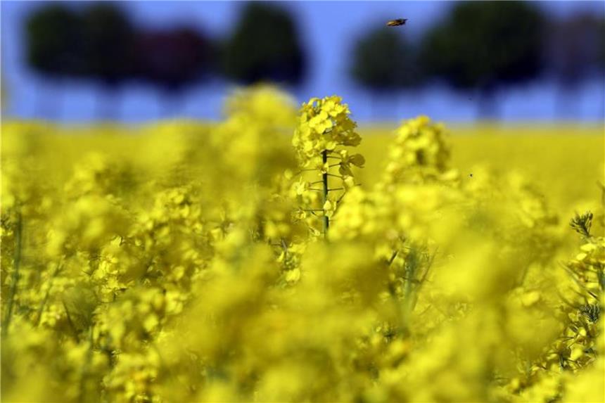 Dank sommerlicher Witterung: Nordrhein-Westfalen ist erblüht Der Raps blüht unter dem blauen Himmel. Foto: Federico Gambarini/Archiv
