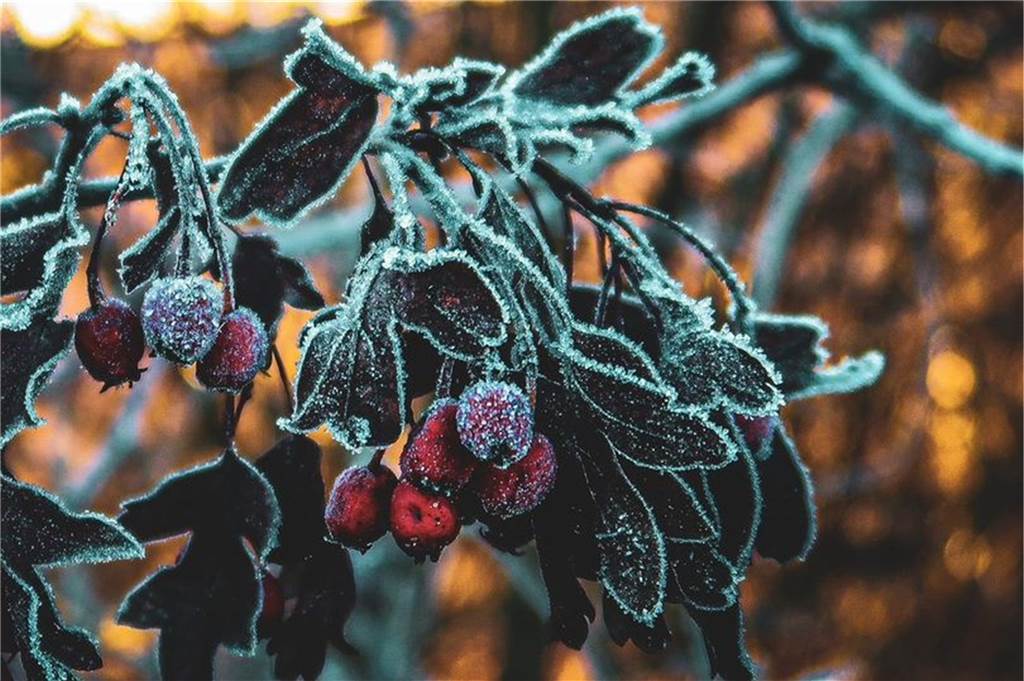 Winterlichte Traumlandschaften: Die schönsten Frost-Fotos unserer Leser Raureif auf Pflanze
