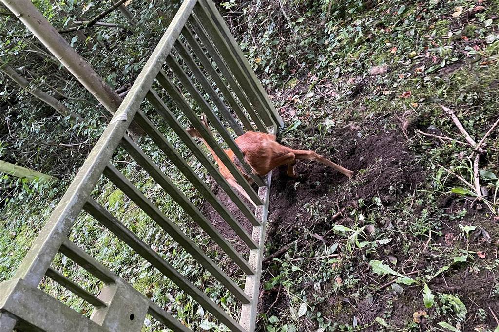 Feuerwehr befreit Rehbock aus Metallzaun im Dellwiger Wald Rehbock verfangen im Metalltor