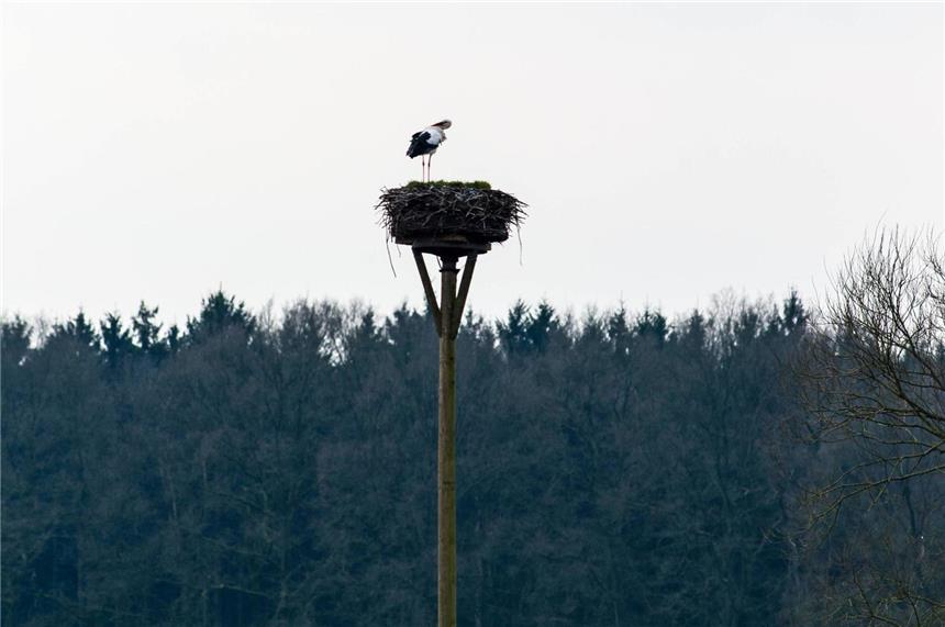 Auch der Rhader Storch ist zurück Der Rhader Storch ist zurück!