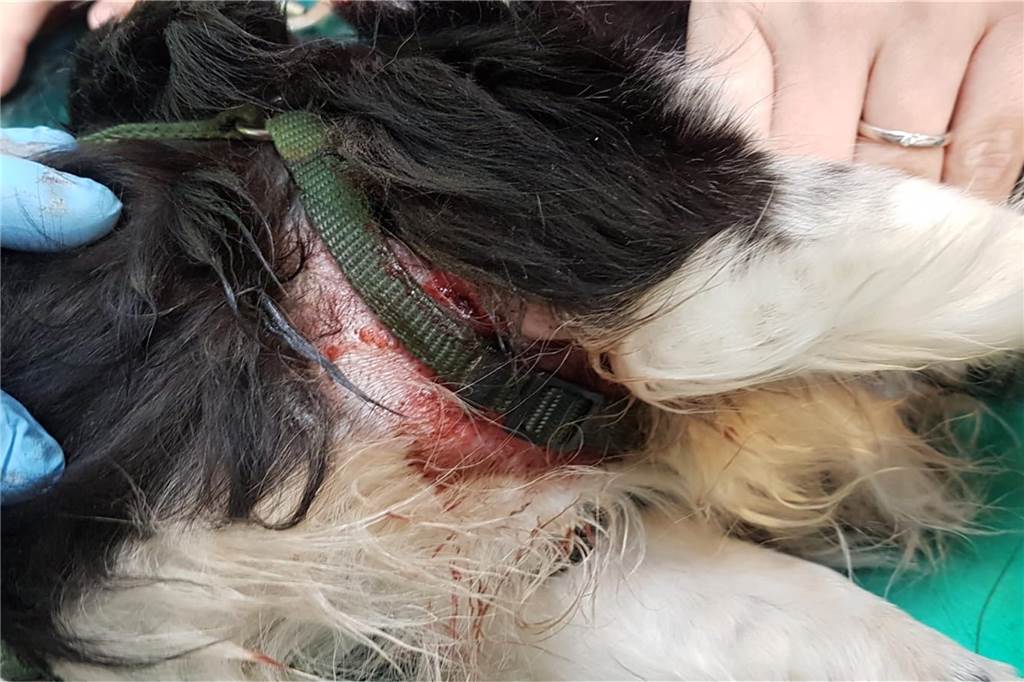 Arche 90 rettet Hunde vor dem Tod: Tiere waren völlig verwahrlost Der Zwergspitz wird vom Tierarzt untersucht.