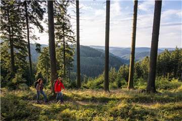 Der Rothaarsteig führt durch das Sauerland. Immer mehr - auch jüngere - Wanderer sind deshalb in der Region unterwegs. Foto: Klaus-Peter Kappest/Rothaarsteigverein e.V.