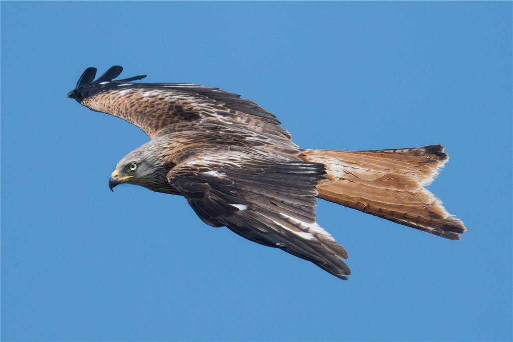 Illegale Techno-Party: Experten befürchten tödliche Folgen Der Rotmilan ist ein immer selten werdender Greifvogel, der im Buschei gesichtet werden kann. Eine illegale Party kann ihn aber vertreiben.
