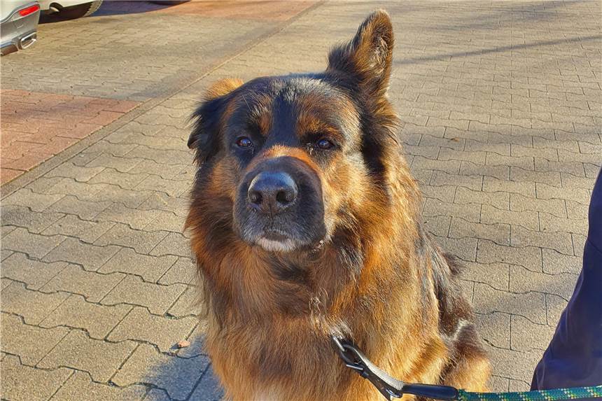 Mischlings-Rüde auf dem Supermarkt-Parkplatz gefunden: Wem gehört dieser Hund? Der Rüde ließ sich problemlos anleinen und war zutraulich.