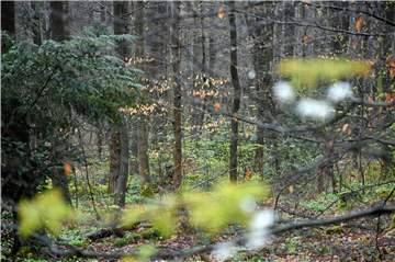 Der Ruheforst Cappenberg-Südmünsterland liegt in einem Eichen- und Buchenwald, der als Naturschutzgebiet ausgezeichnet ist.