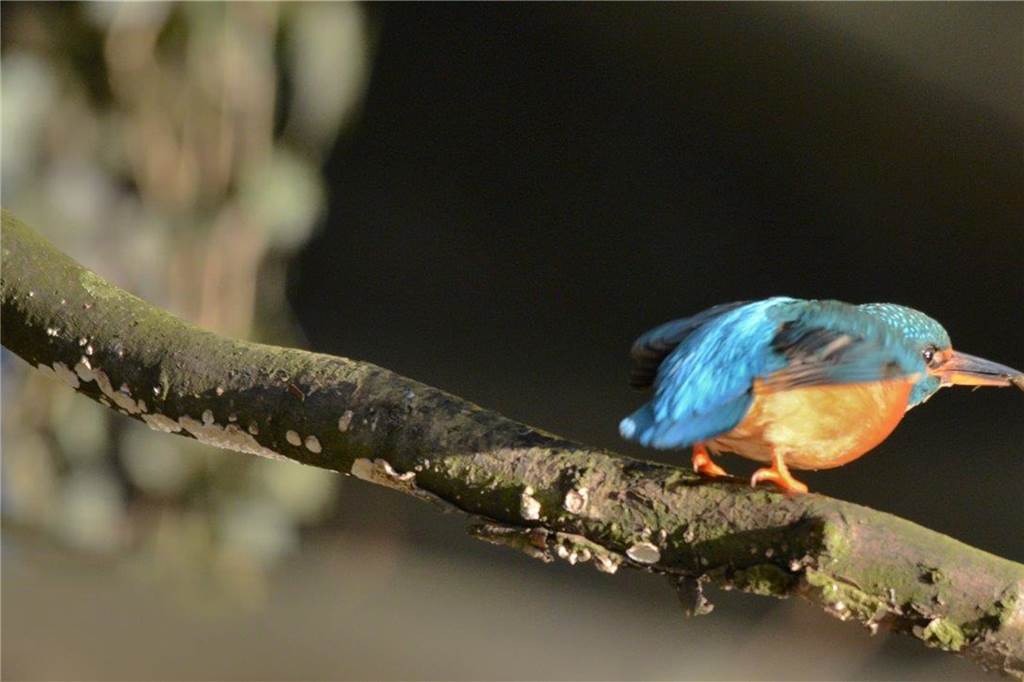 Der schöne Eisvogel.