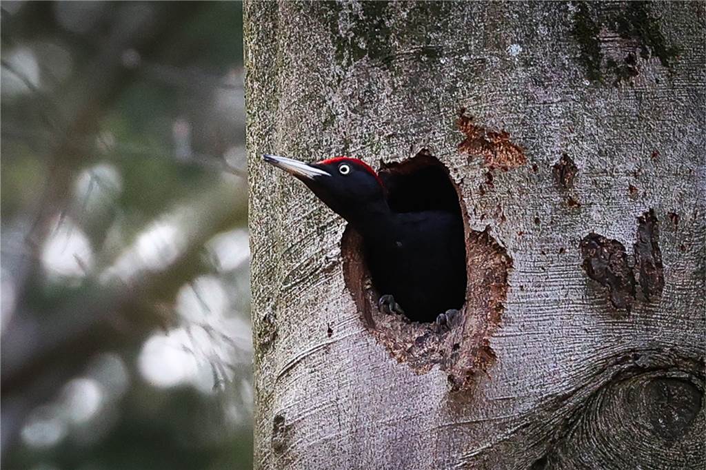 Tierischer Vandalismus kostet Gemeinde Nordkirchen vierstellige Summe Der Schwarzspecht ist mit 50 Zentimetern der größte Specht in unseren Breitengrade.