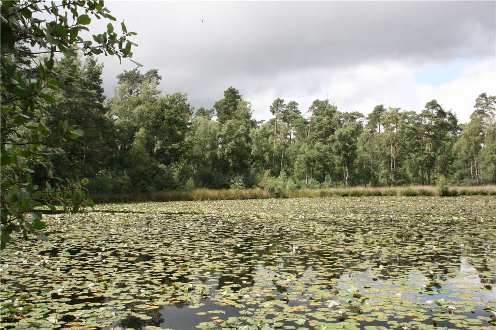 Regnerische Ruhe und magische Ecken im Schwatten Gatt in Vreden Der See ist komplett bedeckt mit Seerosen.