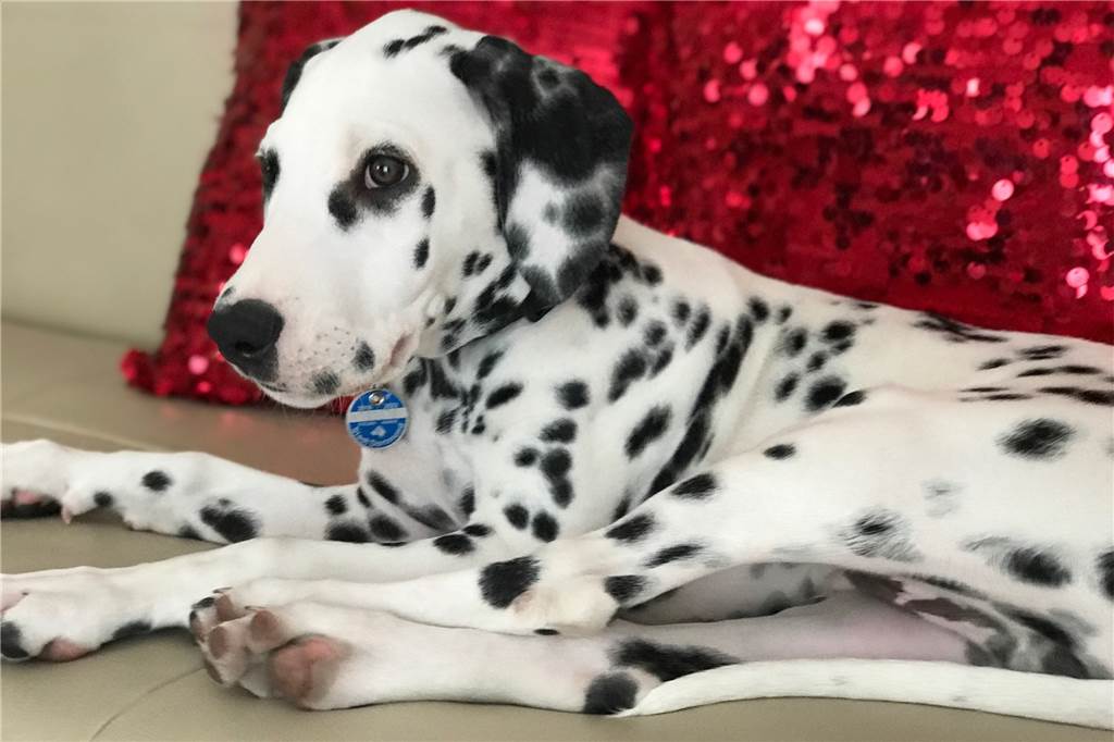 Dortmunds bekanntester Travestie-Künstler kommt ins Fernsehen – mit seinem Hund Der siebeneinhalb Monate alte Dalmatiner Sir Henry wird zum Fernsehstar.