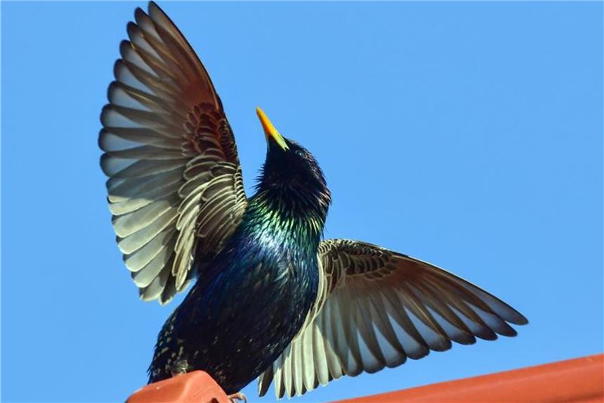 Star wird „Vogel des Jahres 2018“ Der Star wird „Vogel des Jahres 2018“. Foto: Patrick Pleul