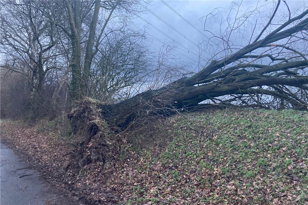 Sturm in Schwerte: Mehrere Einsätze für die Feuerwehr – So wird das Wetter am Samstag Der Sturm hat in der Nähe des Gehrenbachstausees einen riesigen Baum entwurzelt.