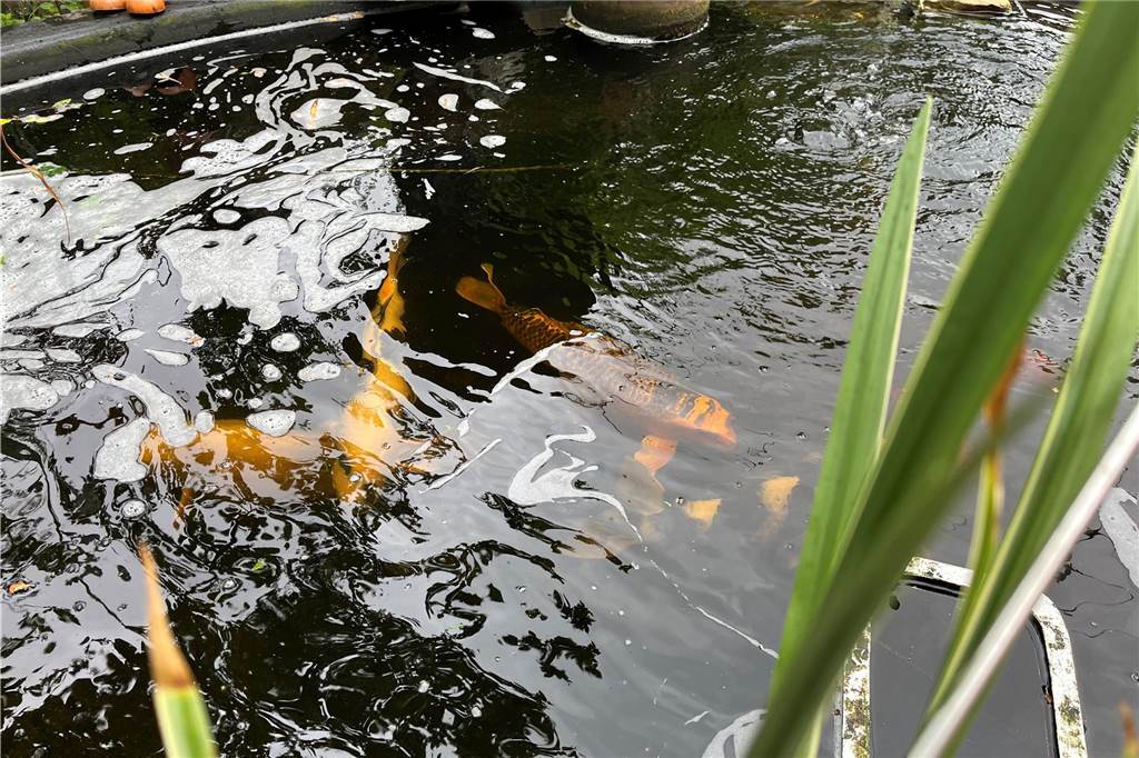 Adolf Denne hat einen grünen Daumen für exotische Pflanzen Auf dem Foto ist der Teich von Adolf Denne zu sehen. Ein par Fische schwimmen darin umher.