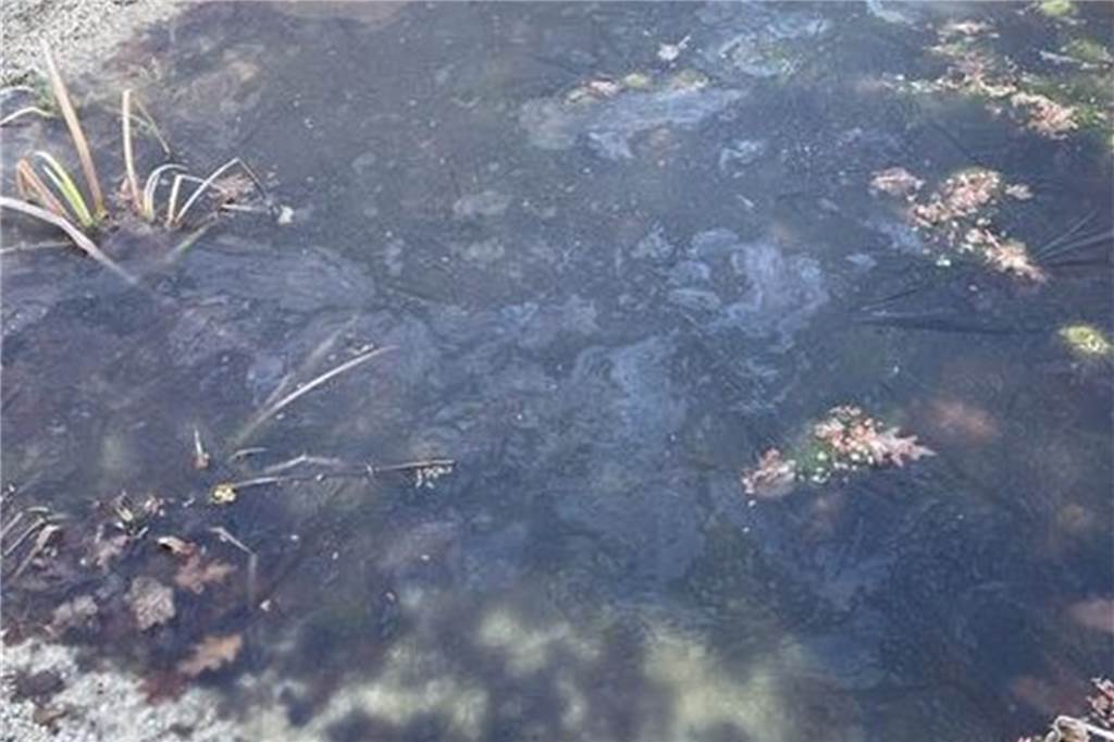 Der Teich im Stadtteilgarten hat einen Ölfilm auf der Wasseroberfläche