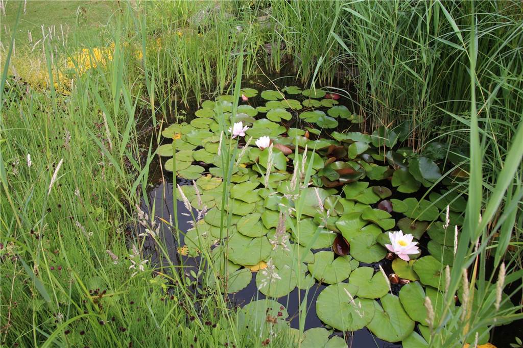 Gartenserie: Bei den Nowaks in Selm wird der Garten zum Heimathafen Der Teich mit den Seerosen ist an einer Seite ein wenig zugewuchert - aus voller Absicht. Das kommt den wilden Bewohnern des Gartens zugute.