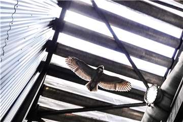 Der Uhu fliegt unter der Dachkonstruktion der Halle eines Heizkraftwerks. Foto: Claudia Otte/Agentur-u Pressefoto