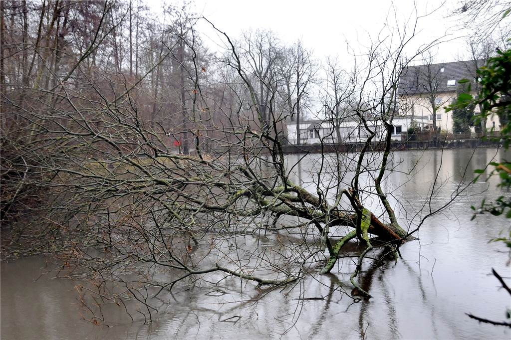 Grüntaler Teich: Baumriese an beliebtem Spazierweg kippt zum Glück nur ins Wasser Der untere Teil des schweren Stammes ist im Wasser versunken, die Krone reicht fast bis zur Enteninsel.