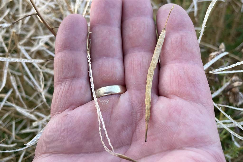 Hagel hinterlässt Schneise der Verwüstung: Schäden in Getreide und Mais Zwei Rapsschoten in einer Hand.
