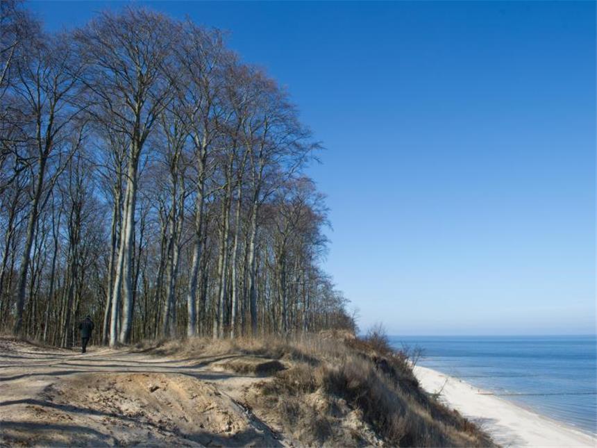 Usedoms Küstenwald wird «Waldgebiet des Jahres» Der Usedomer Küstenwald umfasst auf der deutschen Seite rund 5000 Hektar. Foto: Stefan Sauer