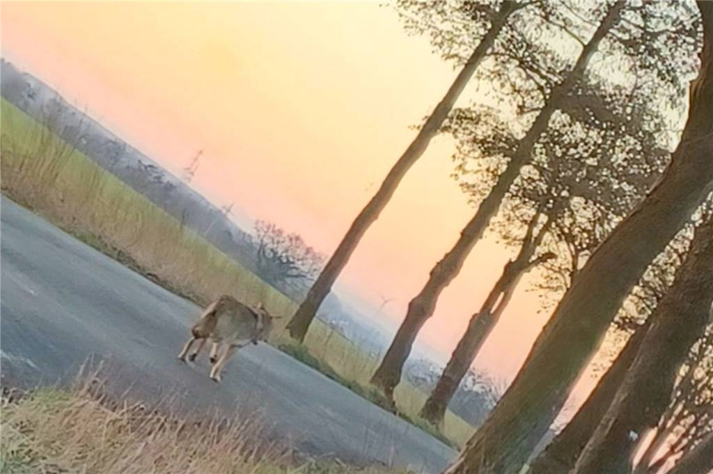 Ein Wolf in Werne? Wolfsberaterin klärt Echtheit der Sichtungen vom Dienstag Der vermeintliche Wolf lief lange vor dem Auto einer Wernerin her, bevor er auf den Radweg auswich.