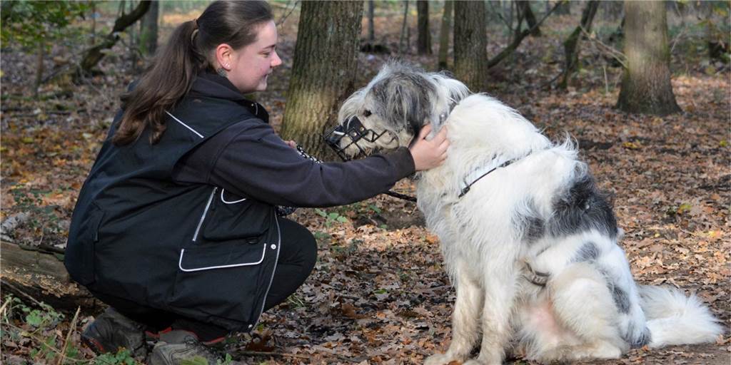 Der vier Jahre alte Rüde Max lebt schon seit 2019 im Tierheim Marl. Regelmäßig wird er von Mitarbeiterin Lynn Ruppert trainiert, damit er im Alltag umgänglicher wird.