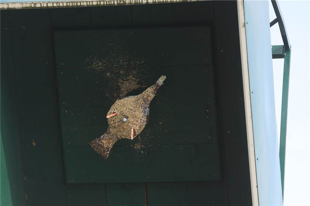 Ein Bild vom Vogel. 