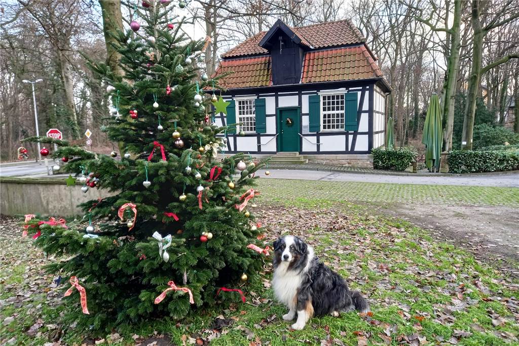 Für den Neujahrsspaziergang in Lünen: Eine Tour mit Natur und Geschichte Der von den Mühlenfreundinnen liebevoll geschmückte Weihnachtsbaum an der Schlossmühle Lipphothausen.