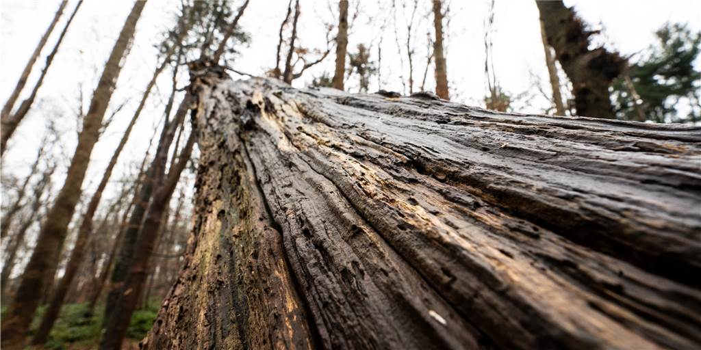 Stürme, Hitze, Borkenkäfer - Ist der Patient Wald noch zu retten? Entwurzelteund entlaubte Bäume liegen in einem Wald in NRW.