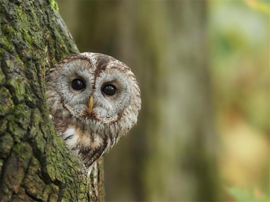 Waldkauz ist Vogel des Jahres 2017 Der Waldkauz ist der Vogel des Jahres 2017. Foto: Peter Kühn/NABU/dpa