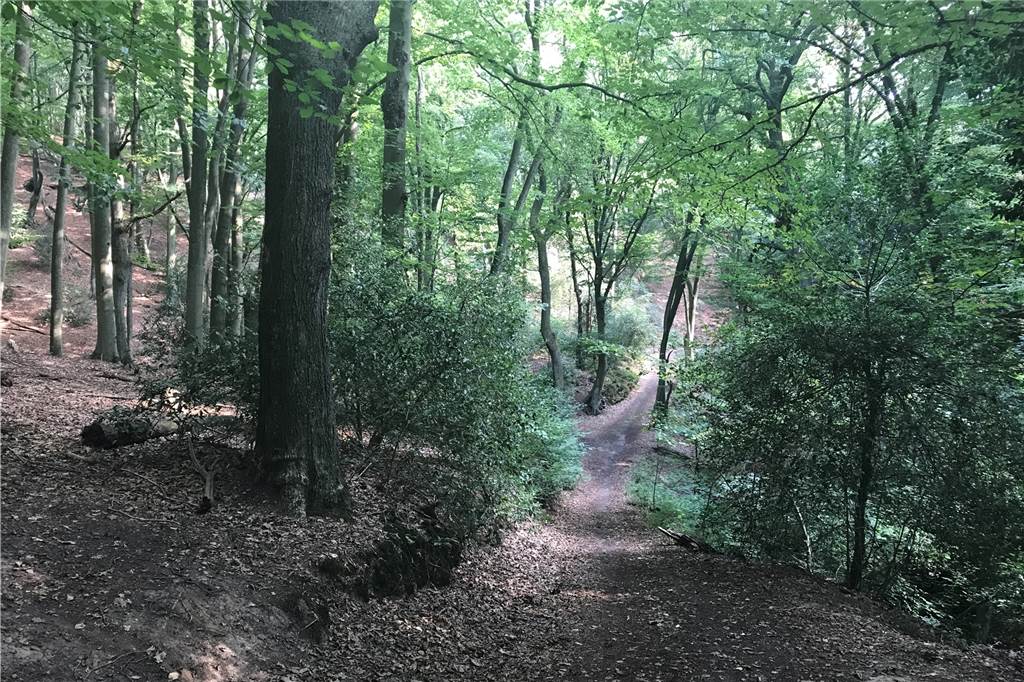 Wandern im Ruhrgebiet - unser Tipp für eine vierstündige Route Der Weg führt teilweise durch lichten Laubwald.