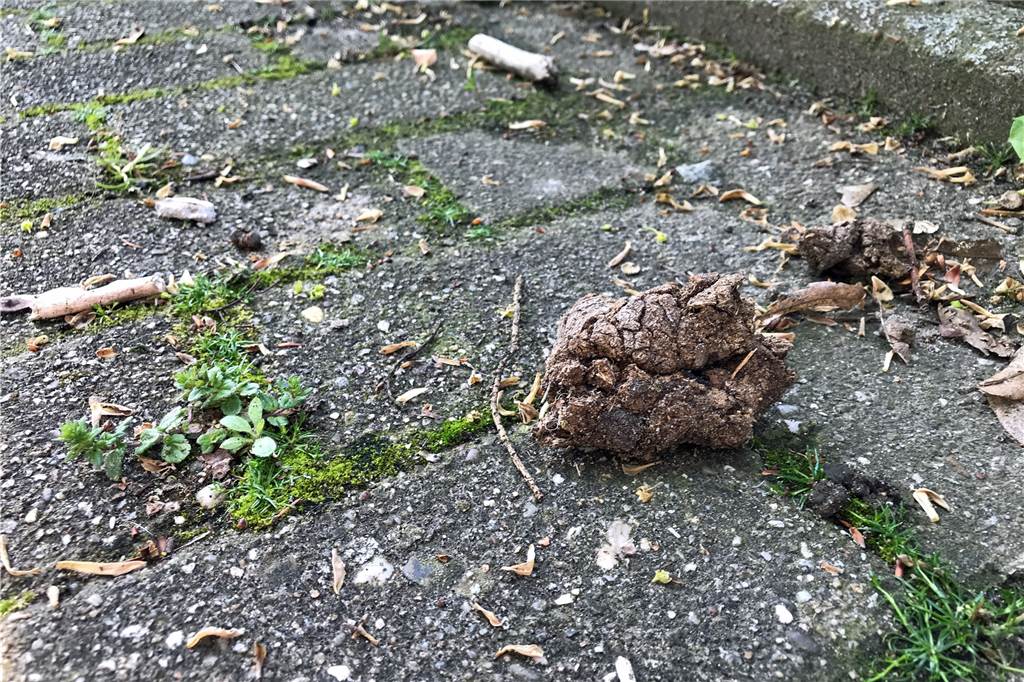 Frust in Holtkamp-Siedlung: „Das ist einfach nur ekelhaft“ Ein Hundehaufen.