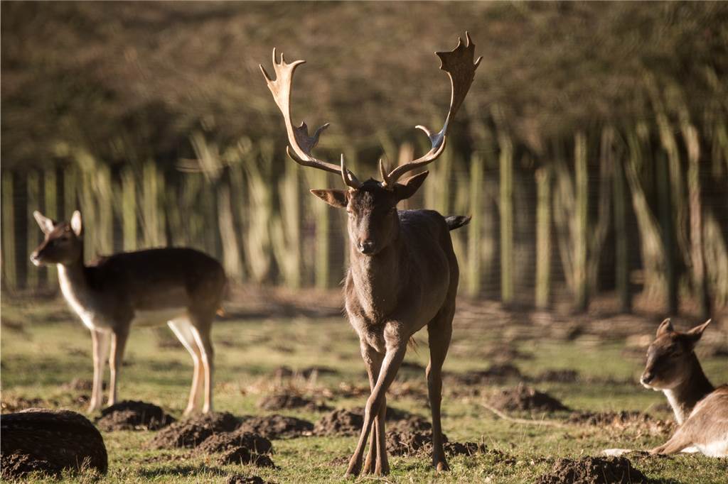Hier wird der Oster-Spaziergang im Kreis Recklinghausen zum Hit Der Weg vom Wanderparkplatz Grutholz am Wildgehege vorbei ist wirklich tierisch schön.