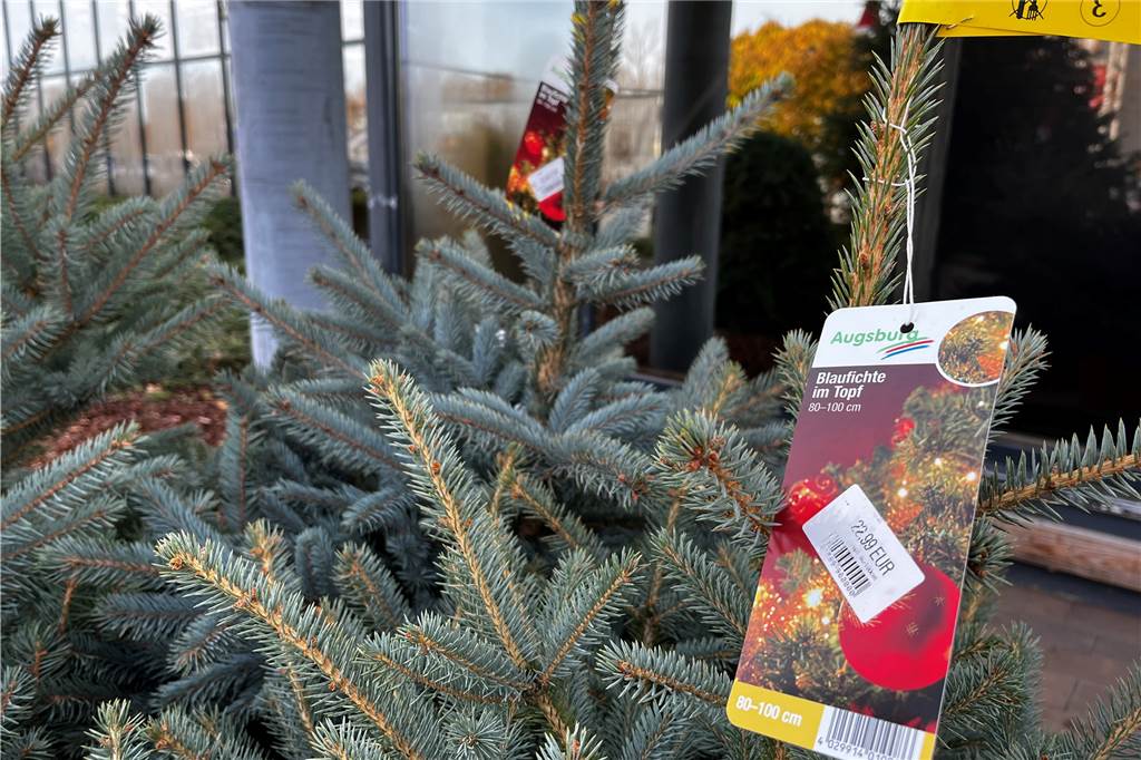 Weihnachtsbäume: Die Verkaufsstellen und Preise für 2022 Gartencenter Augsburg
