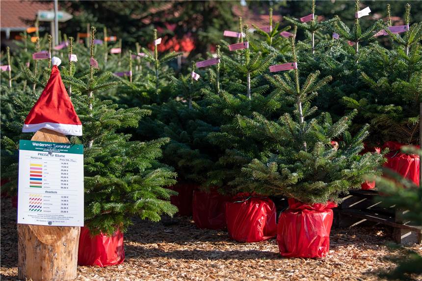 Lockdown bis zum 10. Januar: Diese Geschäfte bleiben geöffnet Der Weihnachtsbaumverkauf bleibt erlaubt.