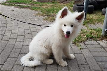Der weiße Schäferhund Gismo aus Menglinghausen ist aufgrund eines seltenen Gendefekts kleinwüchsig.