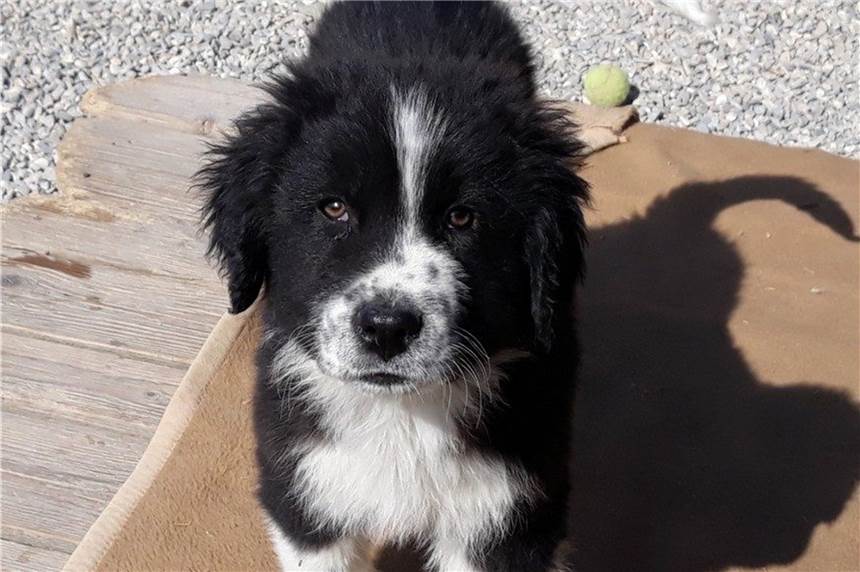 Herdenschutzhund braucht Zuneigung und erfahrene Herrchen oder Frauchen Der Welpe Loki wird noch wachsen.