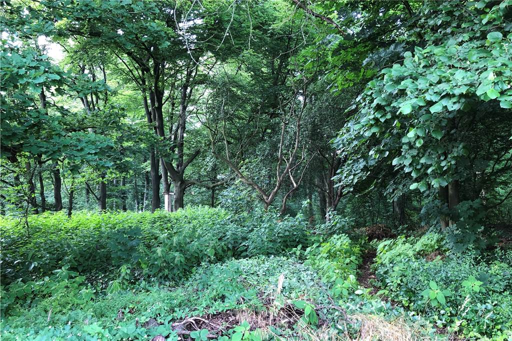 Bauprojekt in Sythen: Familien wohnen fast wie im Wald Der wilde Wald ist (noch) Abenteuerspielplatz für die Kinder und Schutz der Siedlung rund um die Erikastraße vor dem Autolärm von der Münsterstraße.