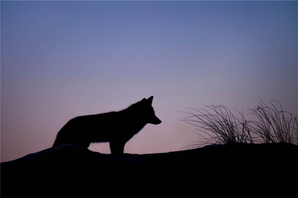 Der Wolf ist am Tag und in der Nacht aktiv. In Deutschland dürfen die Tiere unter normalen Umständen nicht geschossen werden.
