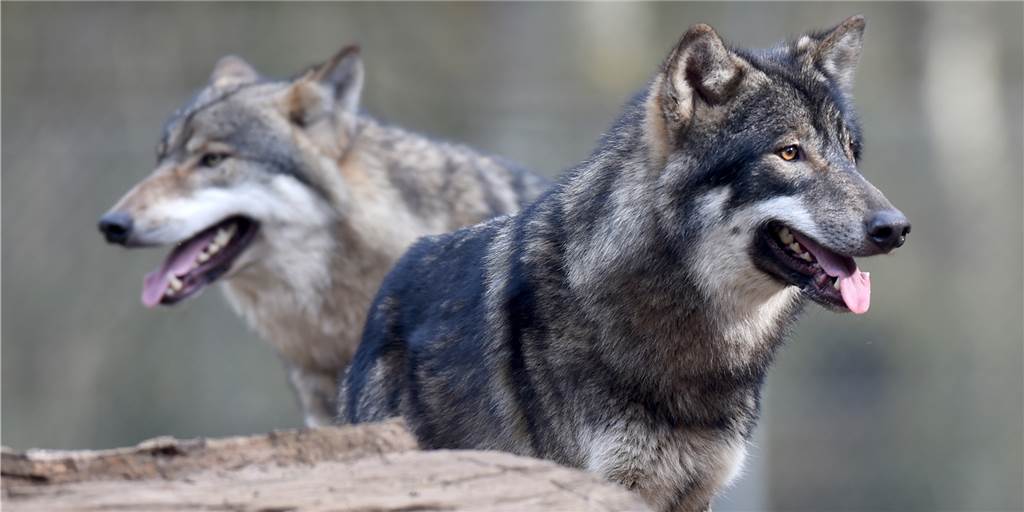 Der Wolf nimmt die Wildpferde bei Dülmen ins Visier Der Wolf ist zurück in NRW: Vereinzelt wird er im südlichen Münsterland gesichtet. In Dülmen hat es bislang drei bestätigte Wolfrisse bei Damwild gegeben.