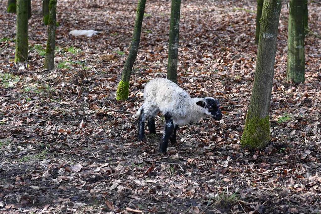 Am helllichten Tag tötete der Wolf in Lembeck Schafe und Lämmer Verletzte und tote Schafe im Wald