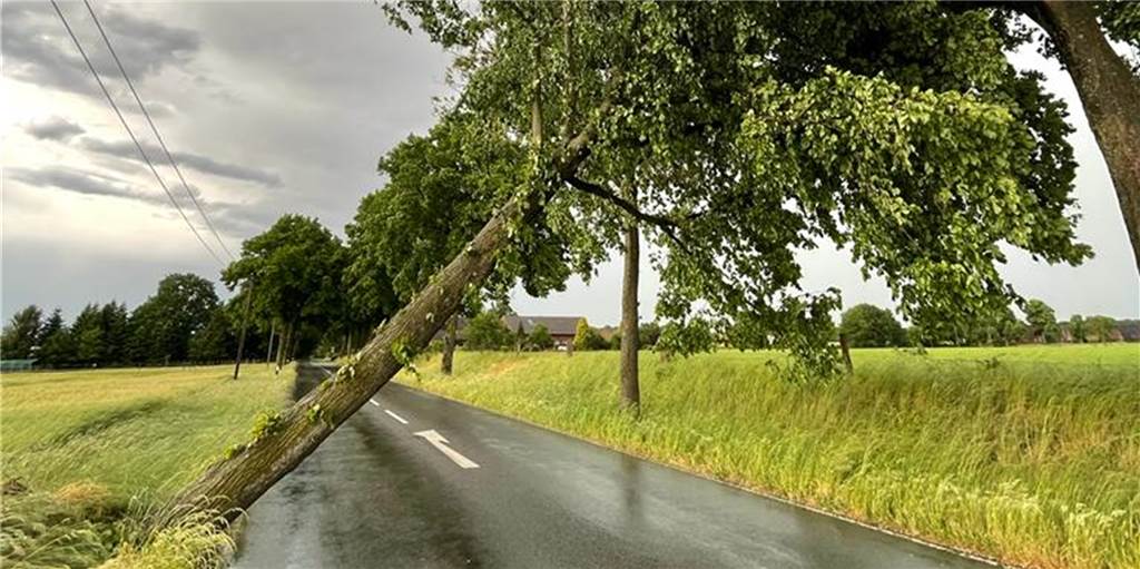 Unwetter zieht an Schermbeck und Raesfeld vorbei Ein schiefstehender Baum an einer Straße in Schermbeck