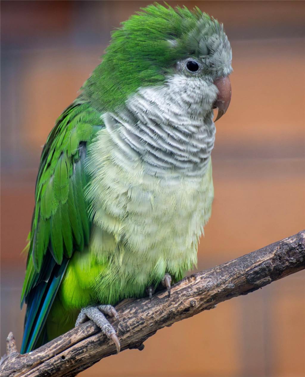 Zoo Dortmund musste 48 Vögel töten: Oft tödliches Virus hatte sich ausgebreitet Der Zoo Dortmund hat dieses Foto eines Mönchssittichs mit der Mitteilung veröffentlicht.