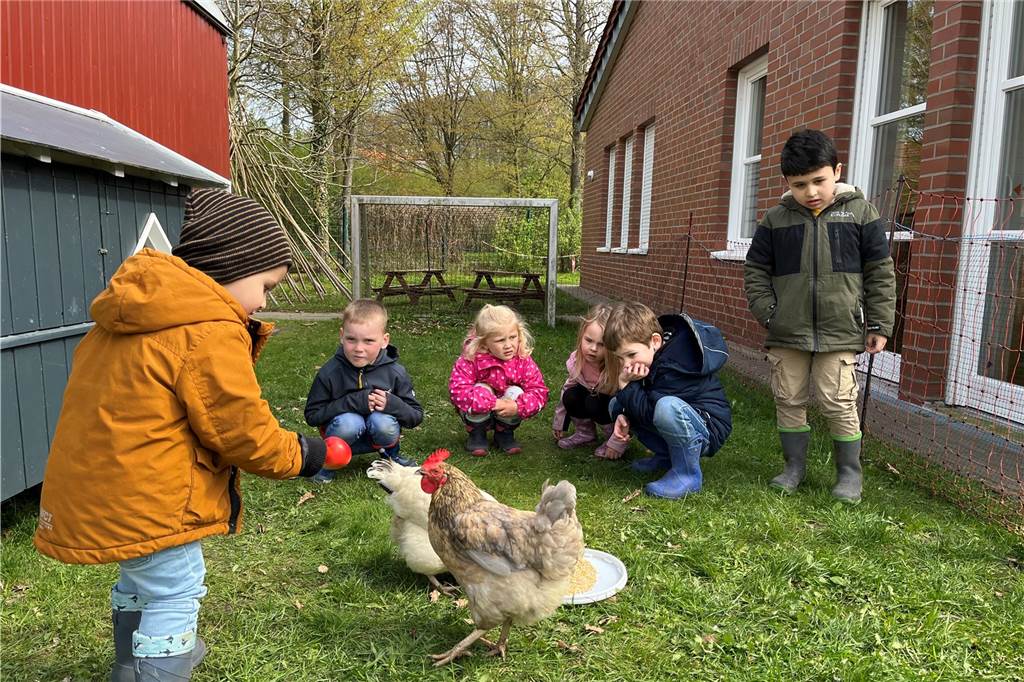 Spende des Lensing-Media-Hilfswerks: In Ahauser Kita dreht sich alles ums Huhn Die Kinder lernen vorsichtig mit den Hühnern umzugehen Kita St. Nikolaus Ahaus