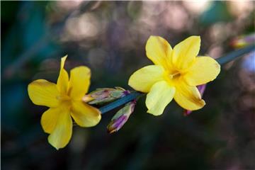 Der Winter-Jasmin erblüht in der kalten Jahreszeit in hellem Gelb. Foto: Andrea Warnecke/dpa-tmn