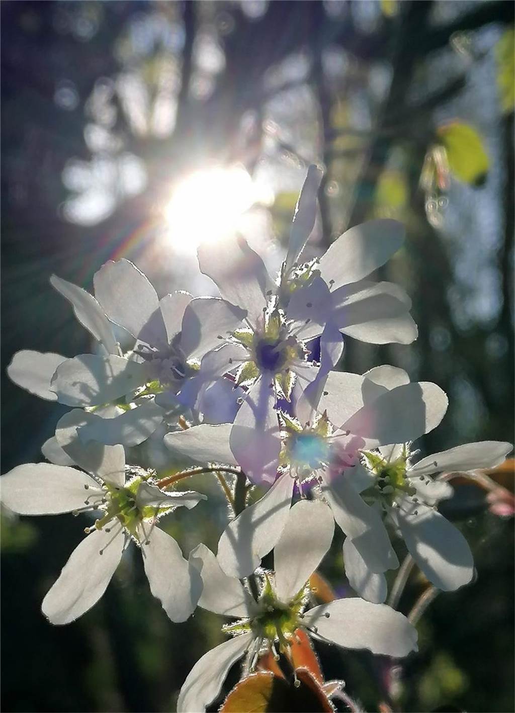 Detailaufnahmen des Frühlings hat Viola Meding gemacht.