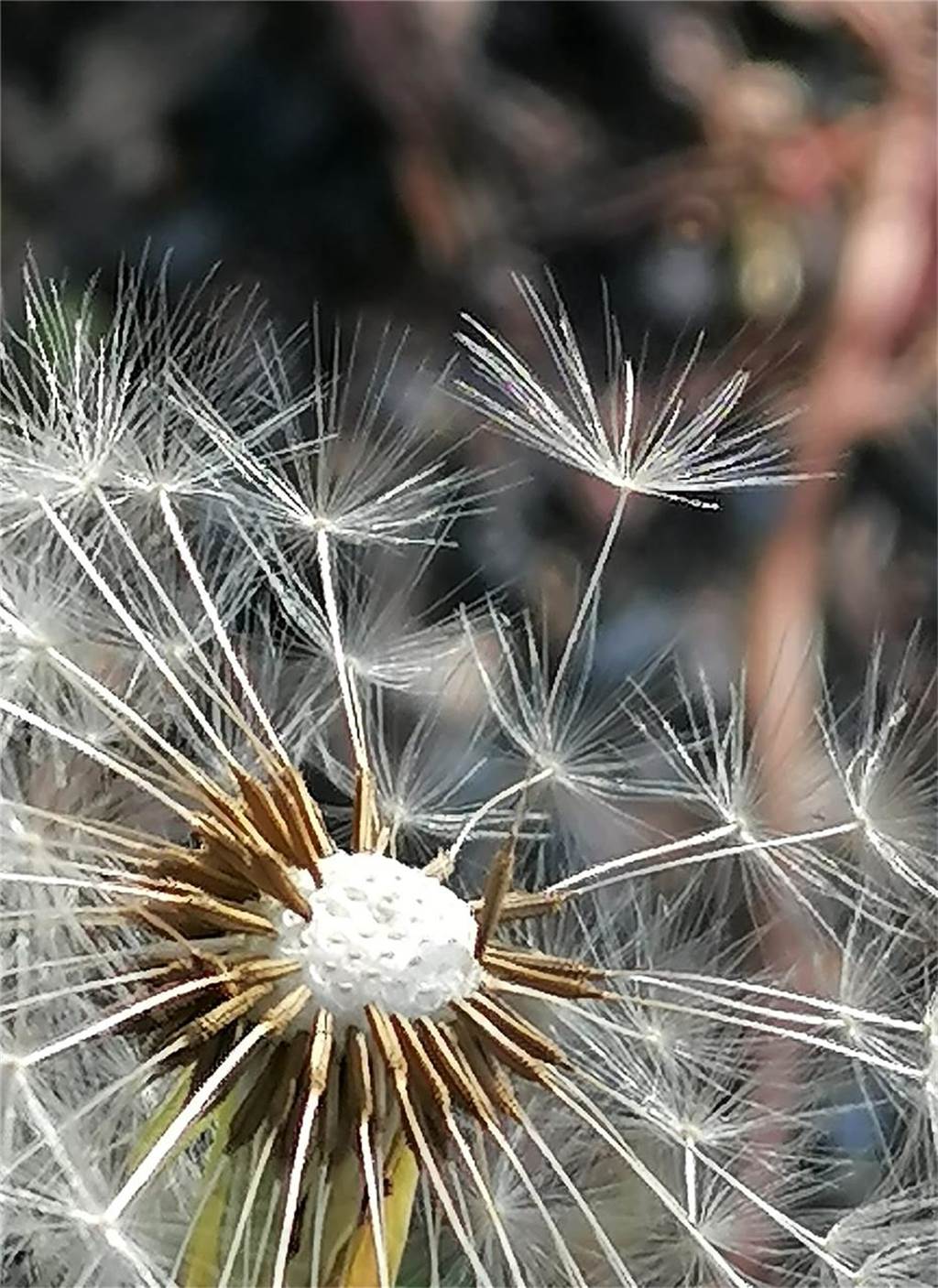 Detailaufnahmen des Frühlings hat Viola Meding gemacht.